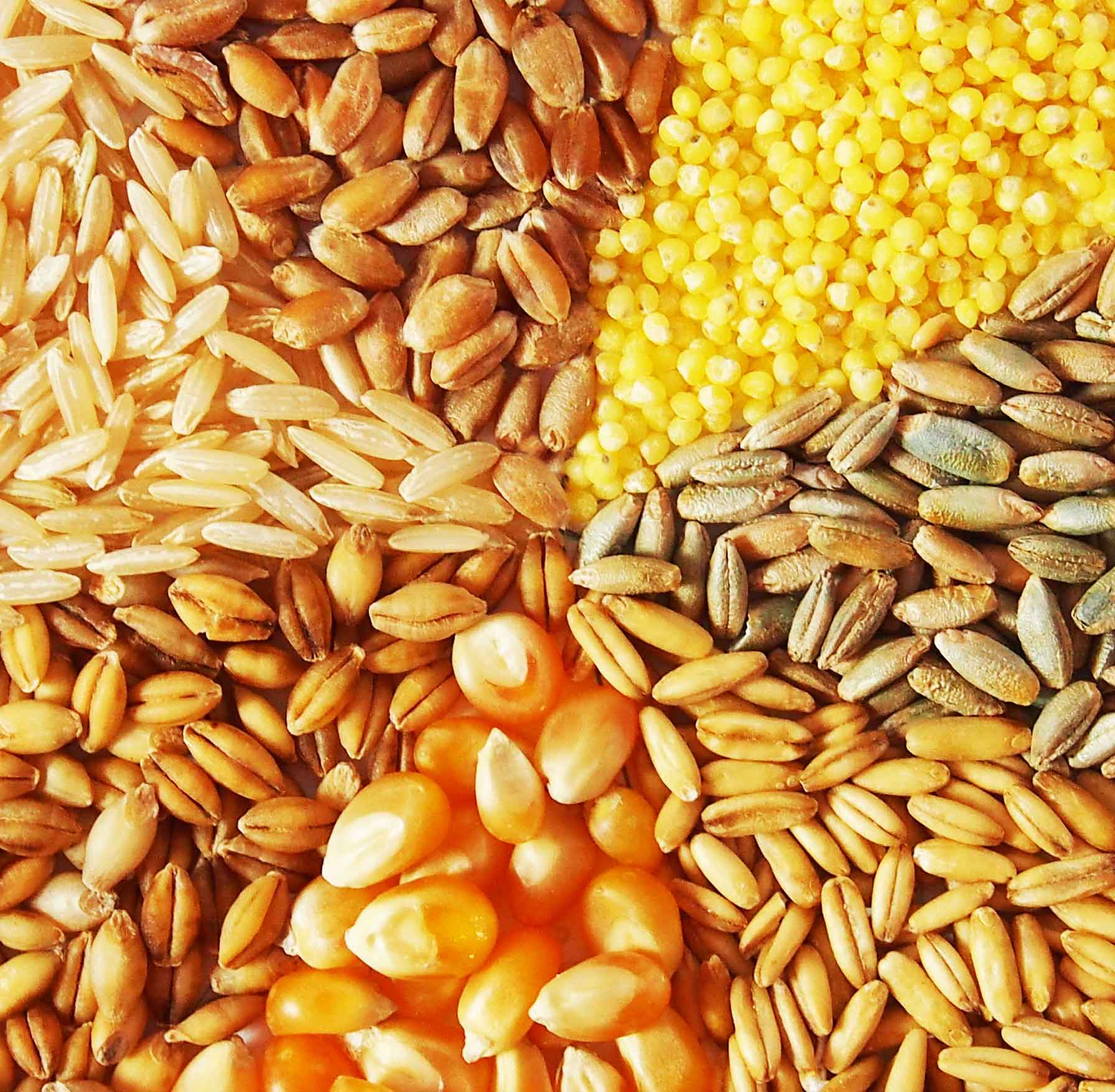 Зерна пшеницы и овса. Зерносмесь пшеница, ячмень, овес. Пшеница, рожь, ячмень, овес, кукуруза. Пшеница ячмень рожь овес кукуруза просо. Ячмень Пшонка.